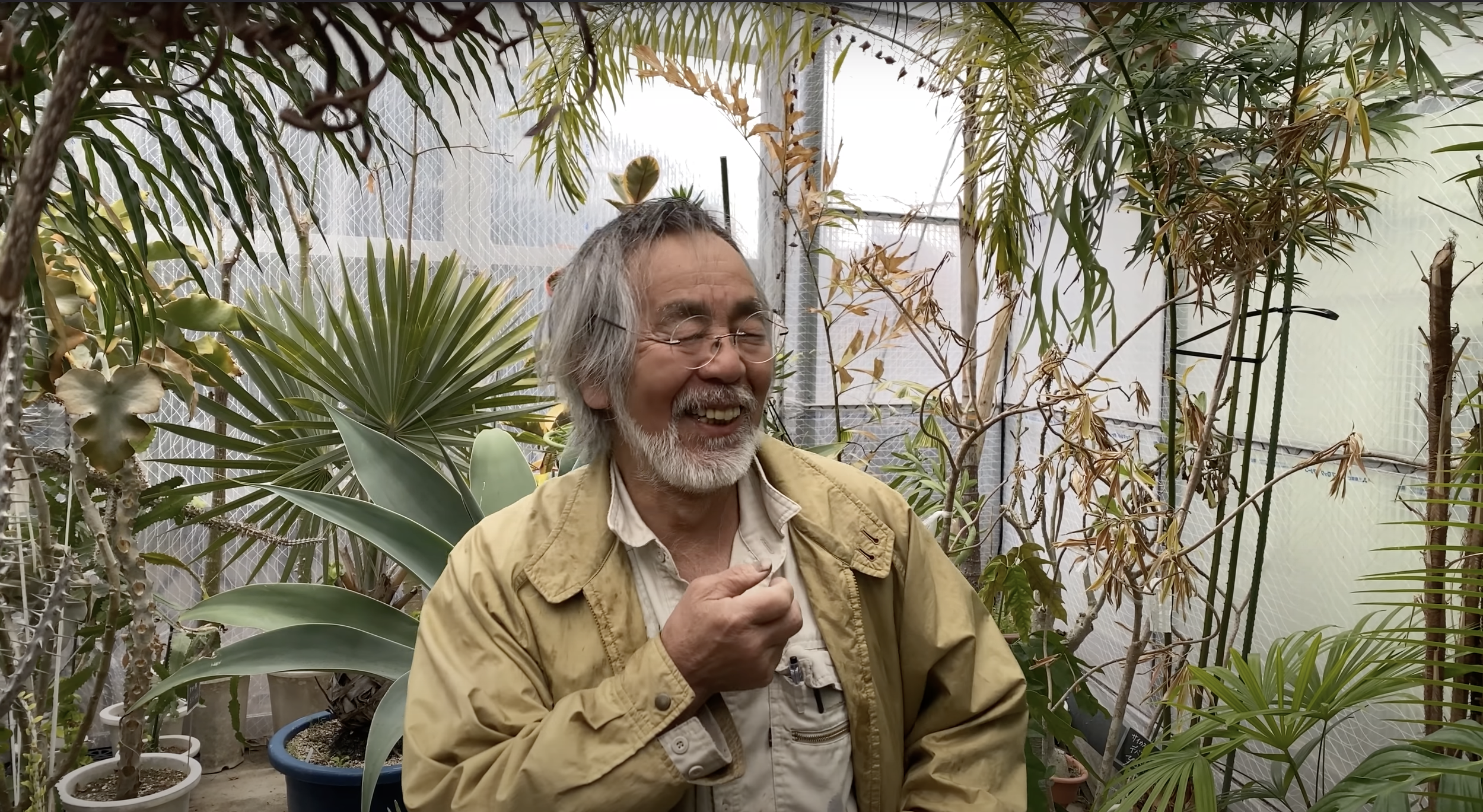 ラストT.barfussii From Hanauchu Kunzo Meet the Plant Master Kunzo Nishihata <br/> — sabukaru